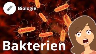 Aufbau einer Bakterienzelle – Biologie  Duden Learnattack