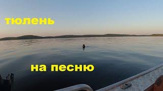 Тюлень на песню