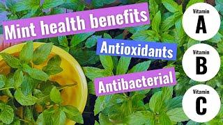 Mint Health Benefits - Peppermint & Spearmint