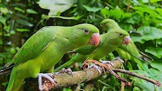 Baby Ringneck Parrot Natural Sounds
