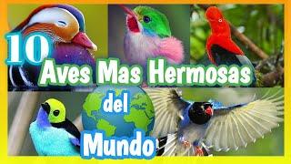 10 AVES MÁS HERMOSAS DEL MUNDO | Las Aves Mas Bellas   