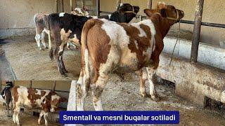 Smentall va mesni buqalar sotiladi.