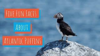 5 Facts About Puffins