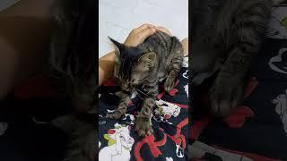 blacky manja ke mama or mama manja ke blacky 🫣 #fyp #pets #dj #catlover #kitten #funnycats #cat #