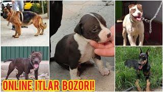 ONLINE ITLAR BOZORI #11