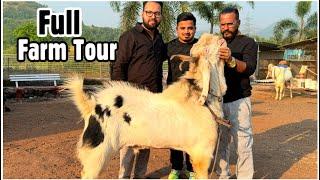 MD Goat Farm Tour with Saddam Bhai & Bin Waheed Goat Farm