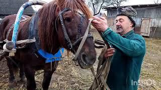 ЛОШАДИ/МЕРИН КРАСАВЧИК И САН САНЫЧ РАБОТАЮТ В ПАРЕ