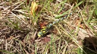 Battle of the giants: hornet vs. dragonfly