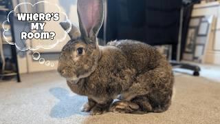 Flemish Giant Rabbit Enjoying His New Home