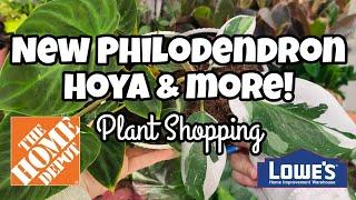 NEW PHILODENDRON, HOYA & MORE!  Home Depot, Walmart & Lowe's Plant Shopping in Tilton, NH 