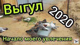 Николаевские голуби 2020.Первый выгул,любуюсь!!!Nikolaev pigeons 2020.First walk, admiring