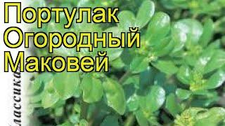 Портулак огородный Маковей. Краткий обзор, описание характеристик, где купить семена portúlaca