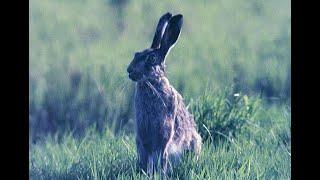 Feldhase (Lepus europaeus). field hare. Ein Video von KLAUS TAUX