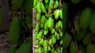 вιℓιмвι #shorts #bilimbi #shortvideo #shortsfeed