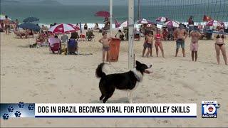 Dog takes internet by storm with impressive ‘footvolley’ skills