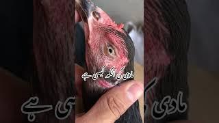 Lassani cross hen eye test #music #aseelhenfarming #aseelmurga #shokeen #lassani