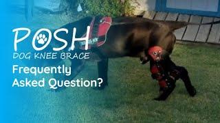 Posh Dog Knee Brace - FAQ's