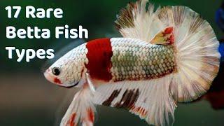 Super Rare Betta Fish Types | 17 Betta Breeds to Buy