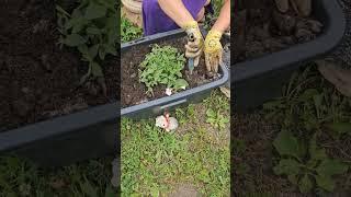 а вы знали, что при жаре не нужно заливать кашпо с цветами?  #огород #дача2024 #сад #дачныйвлог
