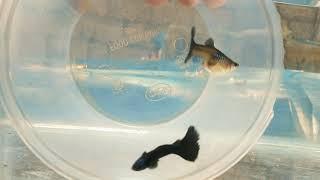 ELECTRIC BLUE High Breed Guppy Fish (MALAPPURAM Fish Chanal SUBSCRIBE NOW)