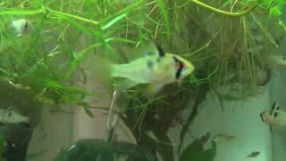 German Blue Ram Fry gorging on White Worms