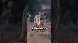 8 Fascinating Animal Facts That Will Expand Your Knowledge About Them!