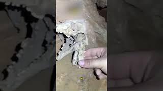 Нашли 7 ЗОЛОТЫХ слитков на 275 000$                  #shortvideo #новости #новостисегодня #пригожин