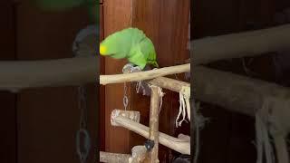 Амазон бесимся#попугай #parrot #birds #птицы