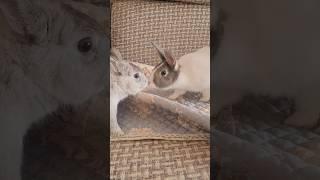 When facing a female rabbit, the male rabbit runs very fast.