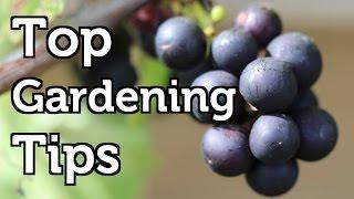 Top Gardening Tips