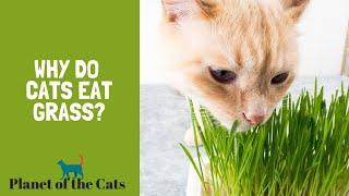 Why Do Cats Eat Grass?