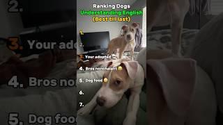 Ranking Dogs Understanding English  #funny #dog #shorts #memes