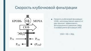 Физиология выделения Жаркова