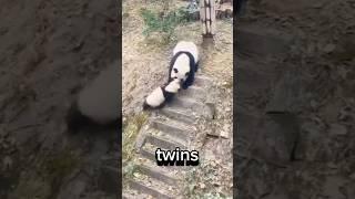 WORST ANIMAL PARENTS⁉️ #animalfacts #wildlife #animals