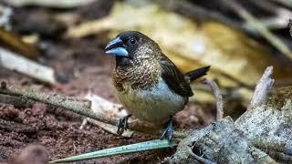 White-Rumped Munia (Lonchura striata) @ Northern Thailand