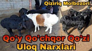 SURXONDARYO JAXON MOLBOZORI QO'Y QO'CHQOR QO'ZI ECHKI ULOQ NARXLARI 12.02.2023