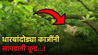 Suspected Murder in Dharbandora: Unidentified Woman’s Body Found || GOA365 TV