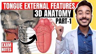 Tongue Anatomy 3D | anatomy of tongue external features | external features of tongue anatomy