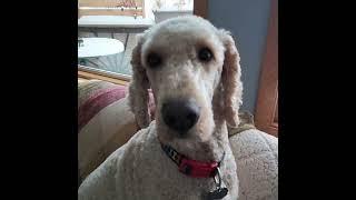 Artie loves snow ️  ️#standardpoodle #poodles #spoo #snow #winter