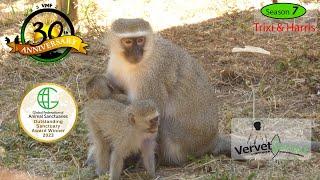 Trixi and Harris get an amazing foster monkey mom