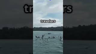 Why Animals Don’t Cross This Invisible BorderWallace Line  #facts #history #viralfact #like #learn