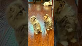 Smallest Cat Breeds -  Cutest Cat Breeds #catlovers #catbreed #kitties