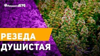  Семена цветов Резеда душистая, ароматный цветок  Планета Агро