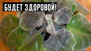 6 Самых Распространенных Болезней Фиалок!