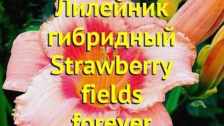 Лилейник гибридный Строуберри Филдс Форевер. Краткий обзор hemerocallis Strawberry fields forever