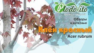 Клён красный I Acer rubrum