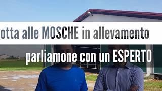 Come combattere le MOSCHE in allevamento