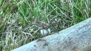 Nursery Web Spider.MTS