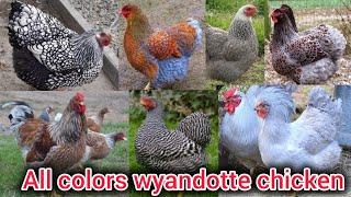 Wyandotte chicken | All colors of wyandotte chicken breed | partridge wyandotte | mottled wyandotte