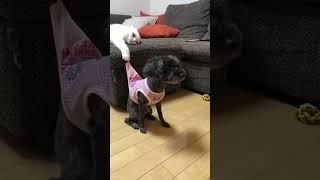 The Most HILARIOUS Cats Vs Dogs! 